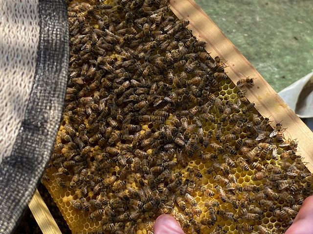 巣箱の板にびっしりついた大量の蜂