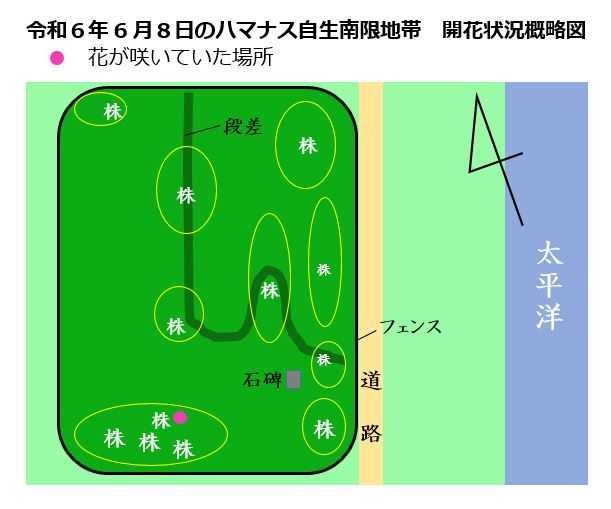 令和6年6月8日のハマナス開花状況