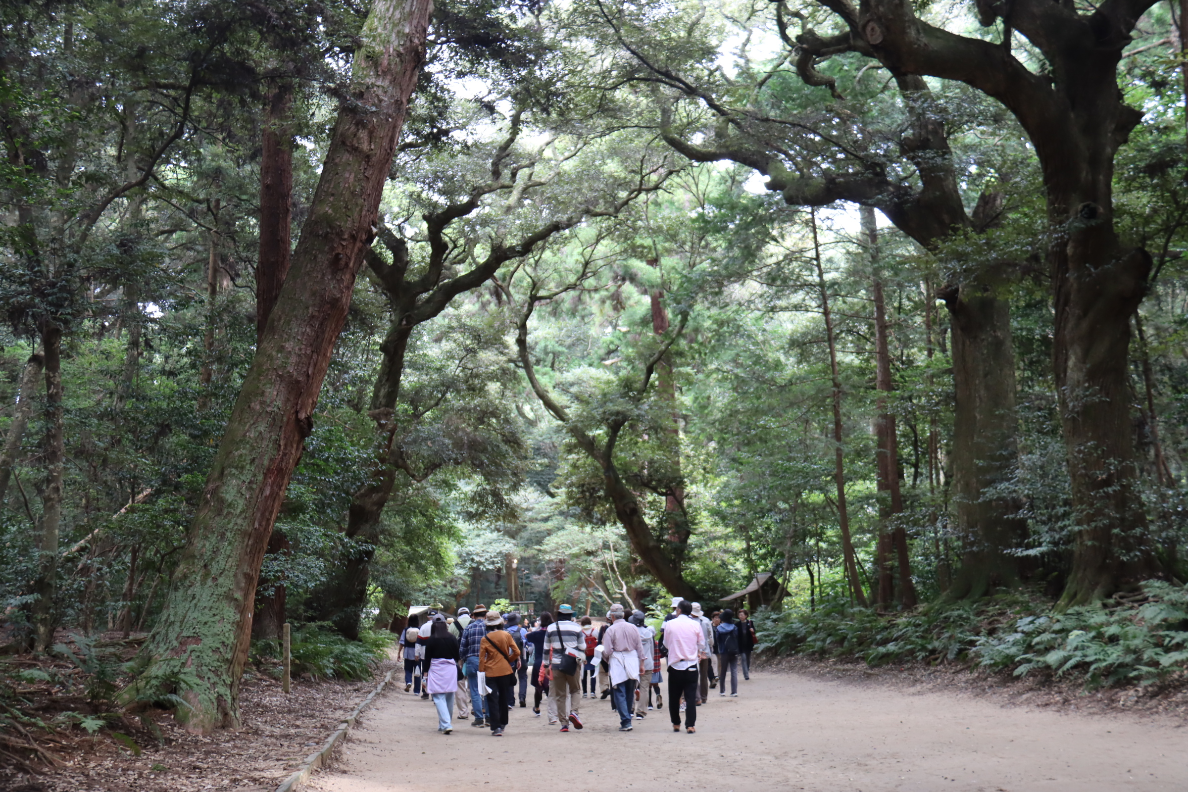 市民カレッジ鹿嶋の歴史活動報告④鹿島神宮奥参道