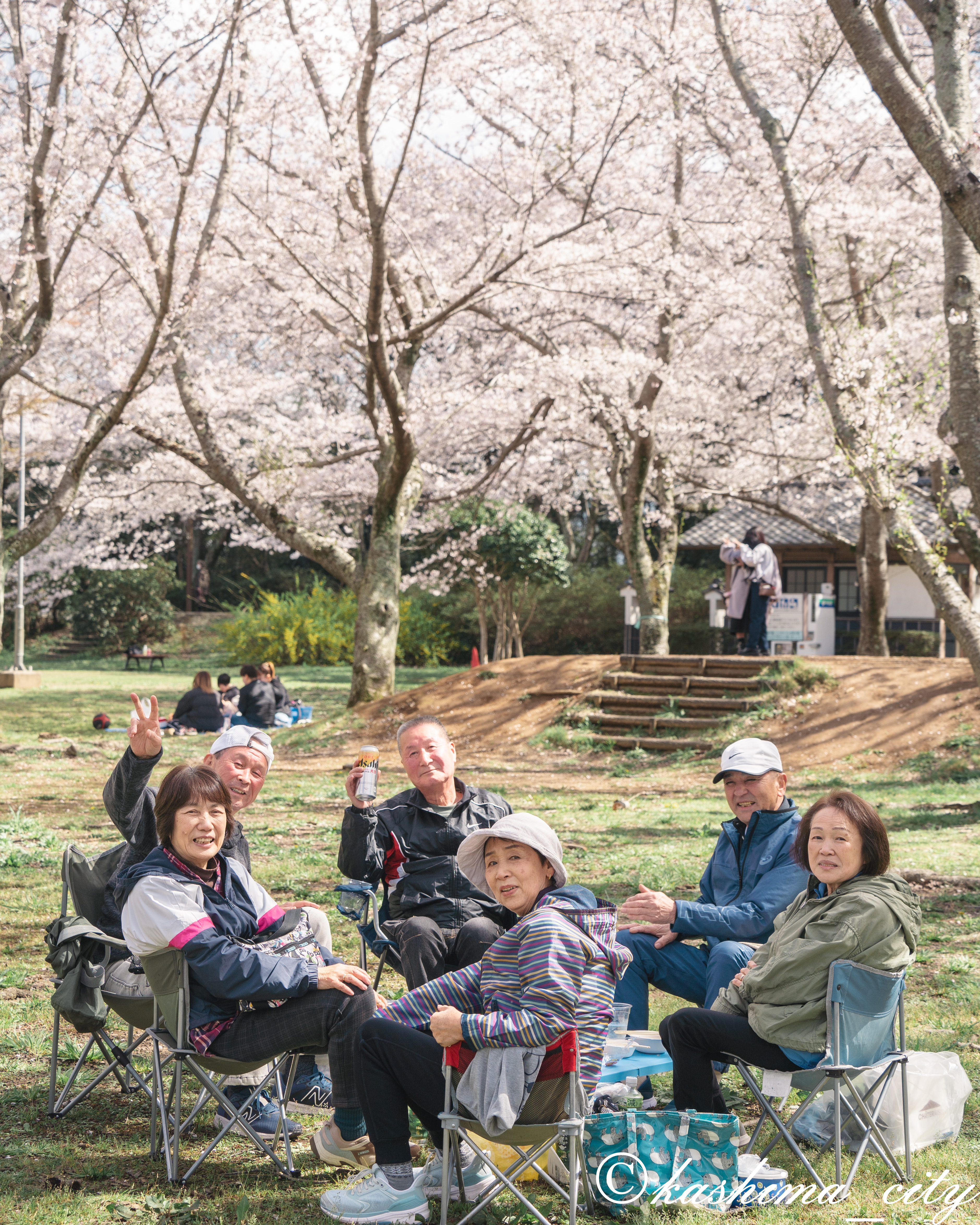 満開の桜の下でお花見を楽しむグループ