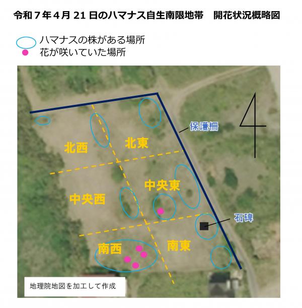 令和7年4月21日ハマナス開花状況