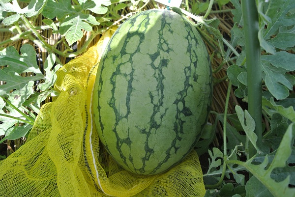 まだ熟していないスイカ