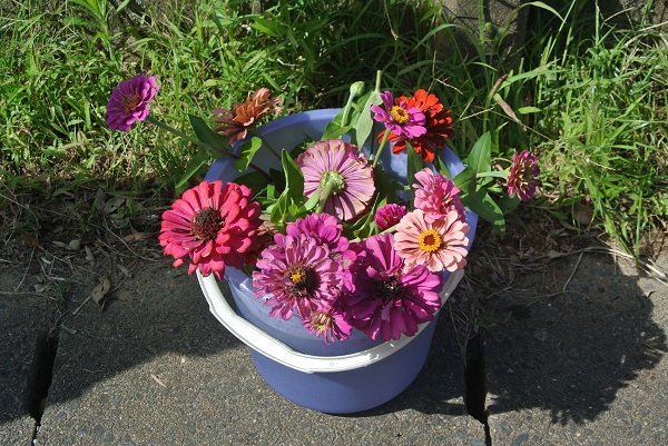 摘むことができた百日草