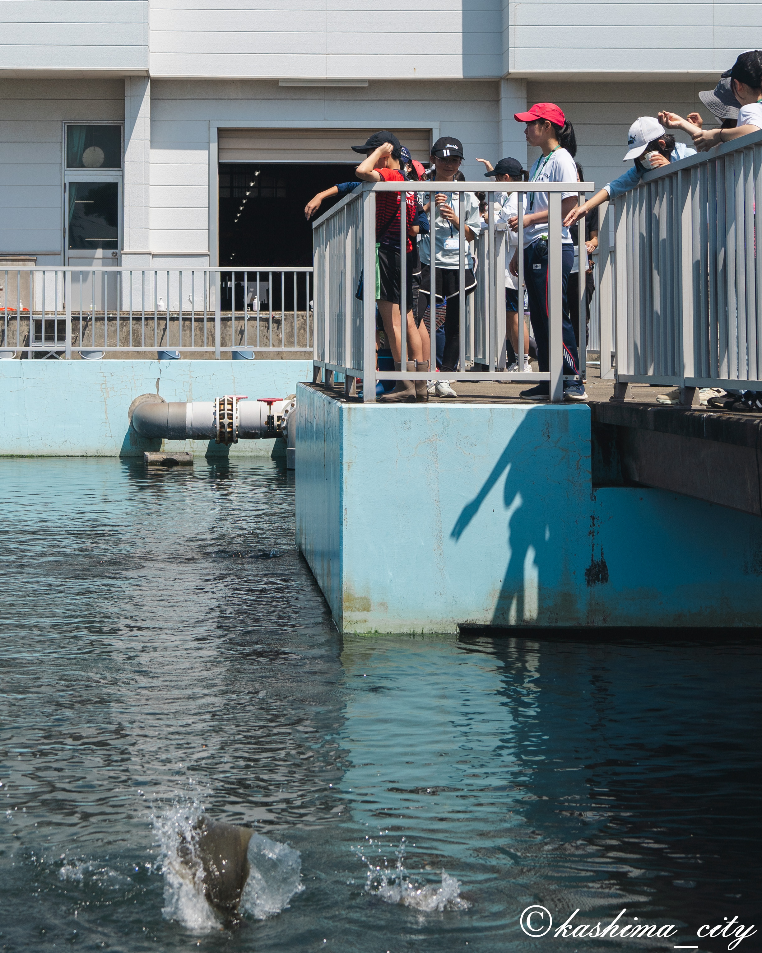 ヒラメにエサをあげる子どもたち