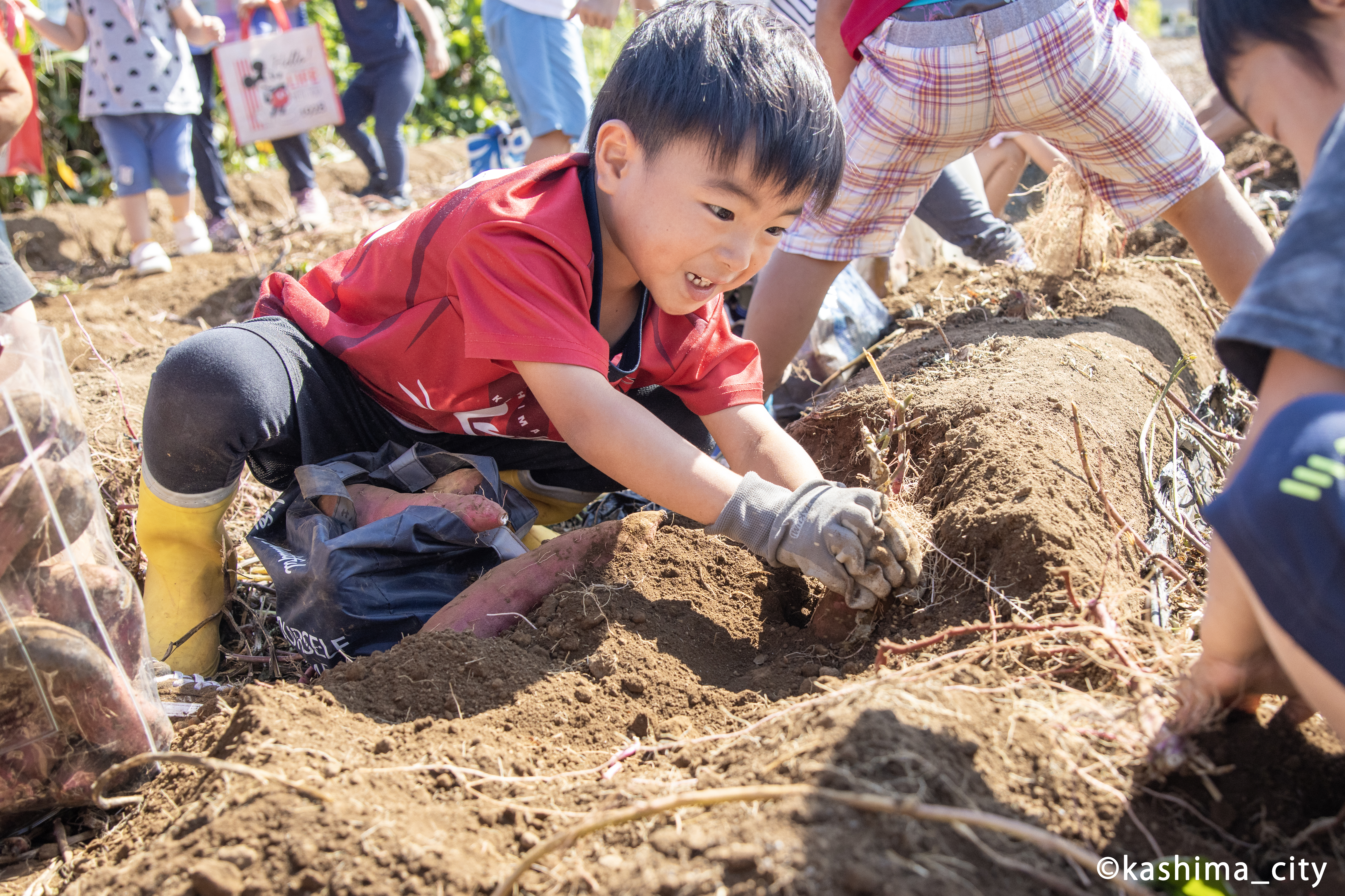 サツマイモを引っ張る姿