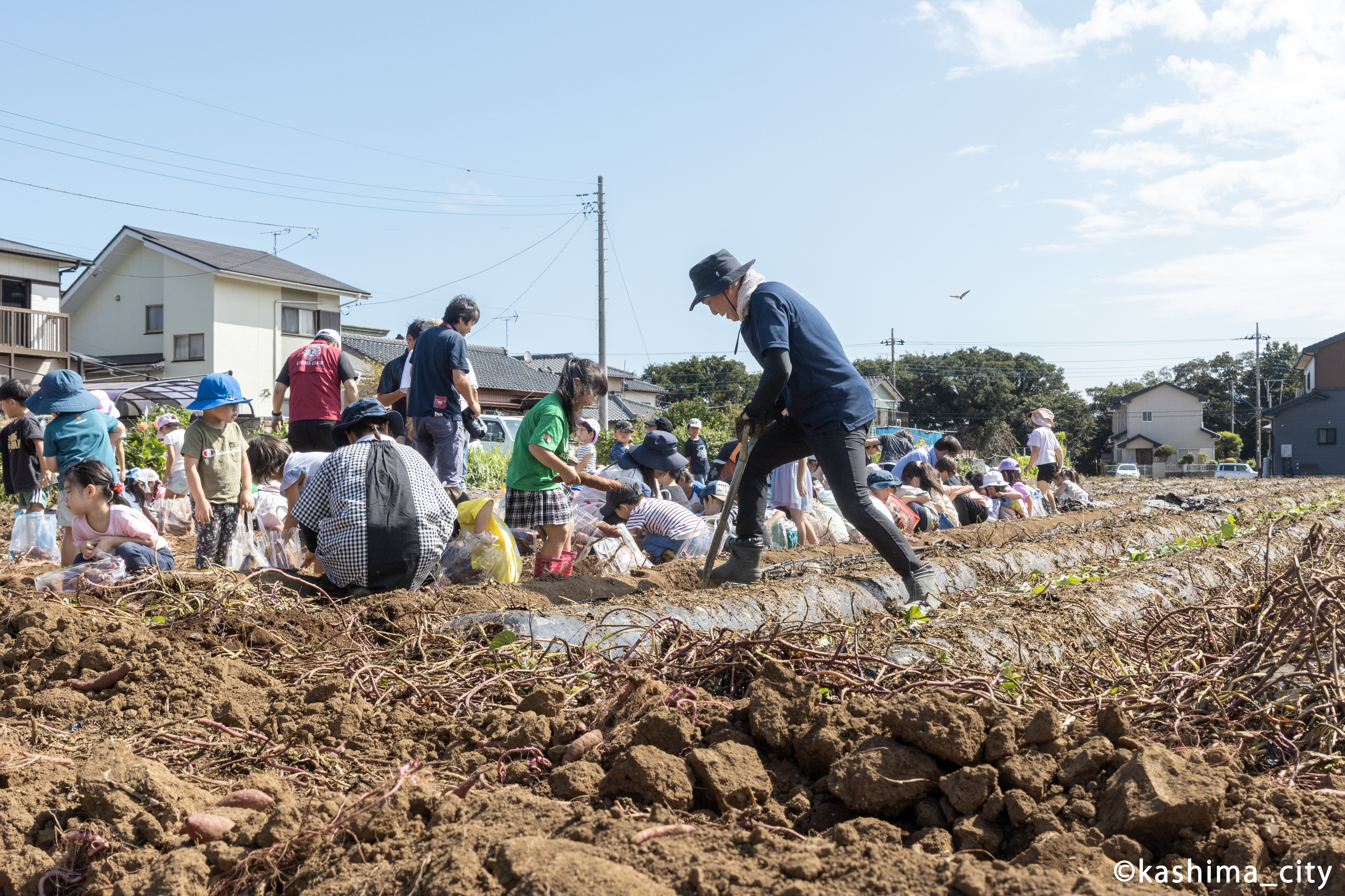 たくさんの園児が列になってサツマイモを掘っている様子