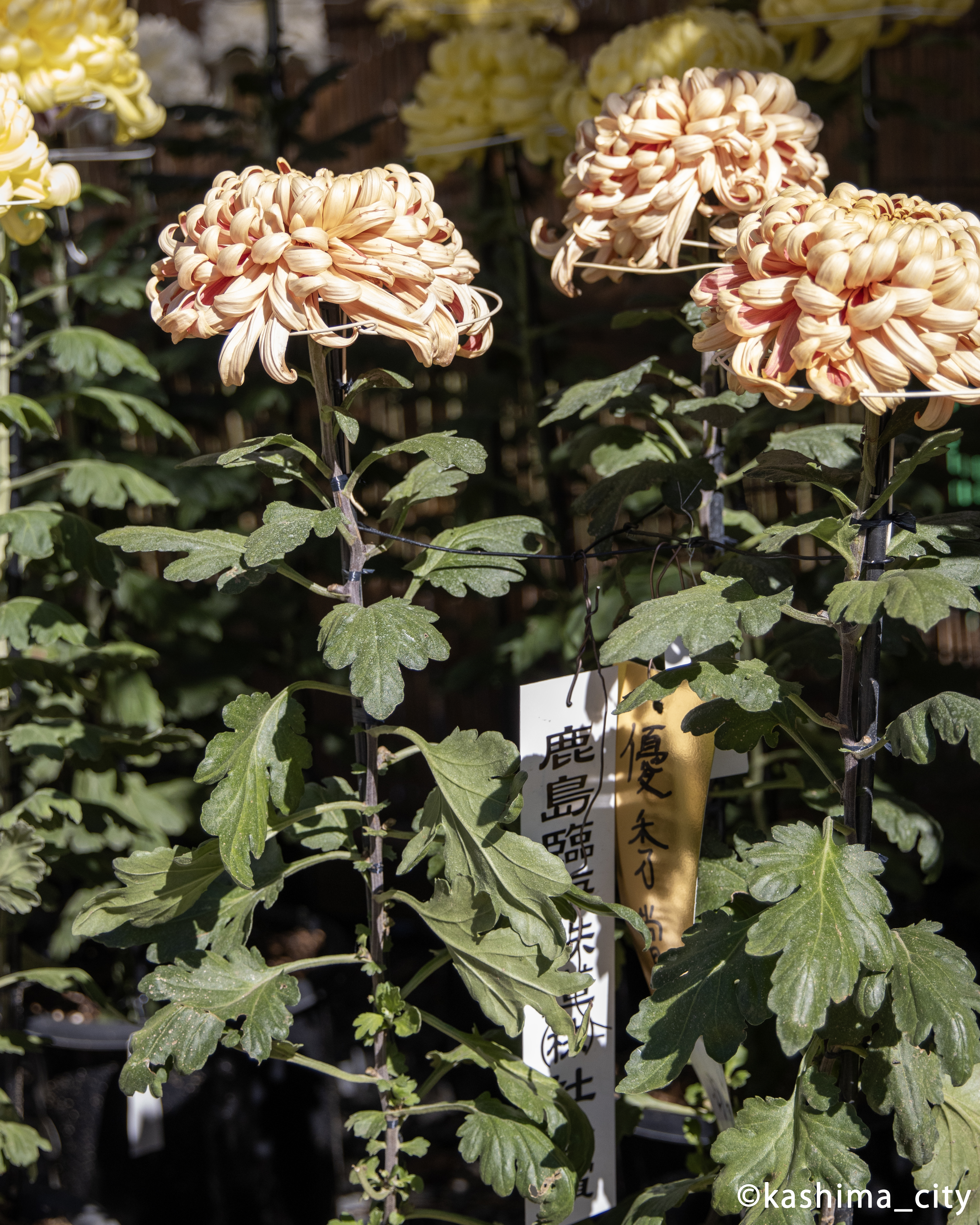 オレンジ色の菊