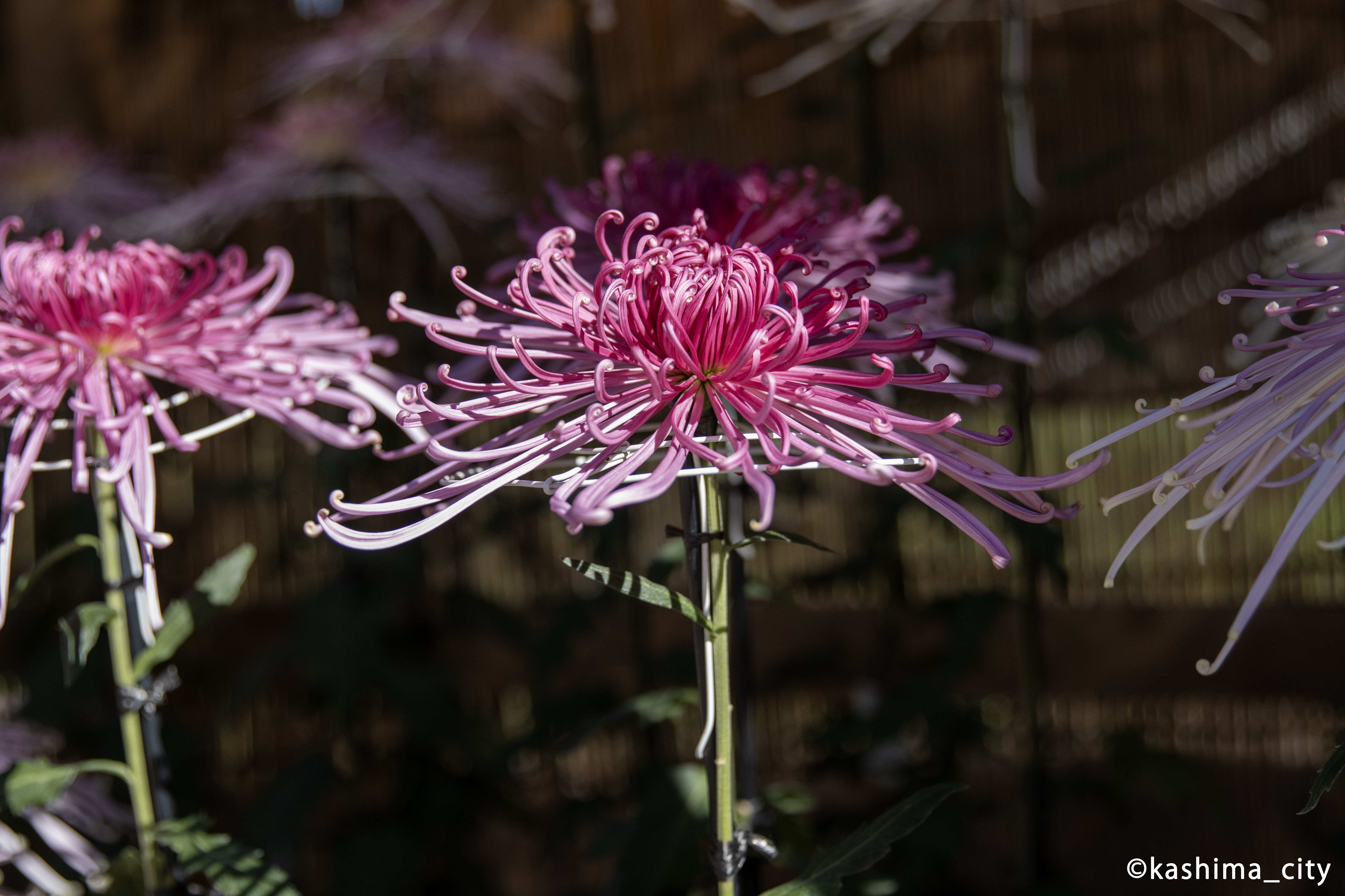 濃いピンク色の菊