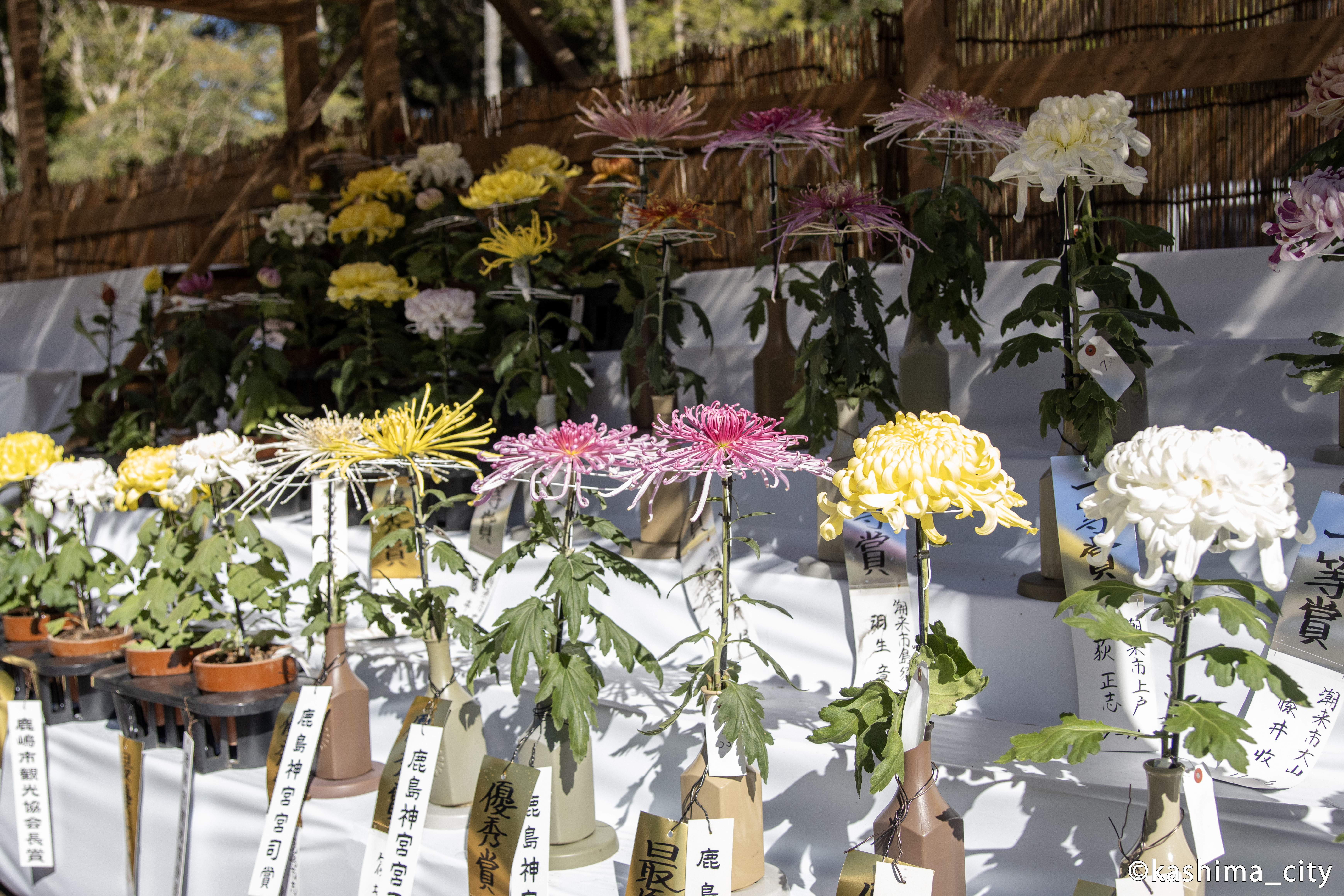 たくさんの種類の菊