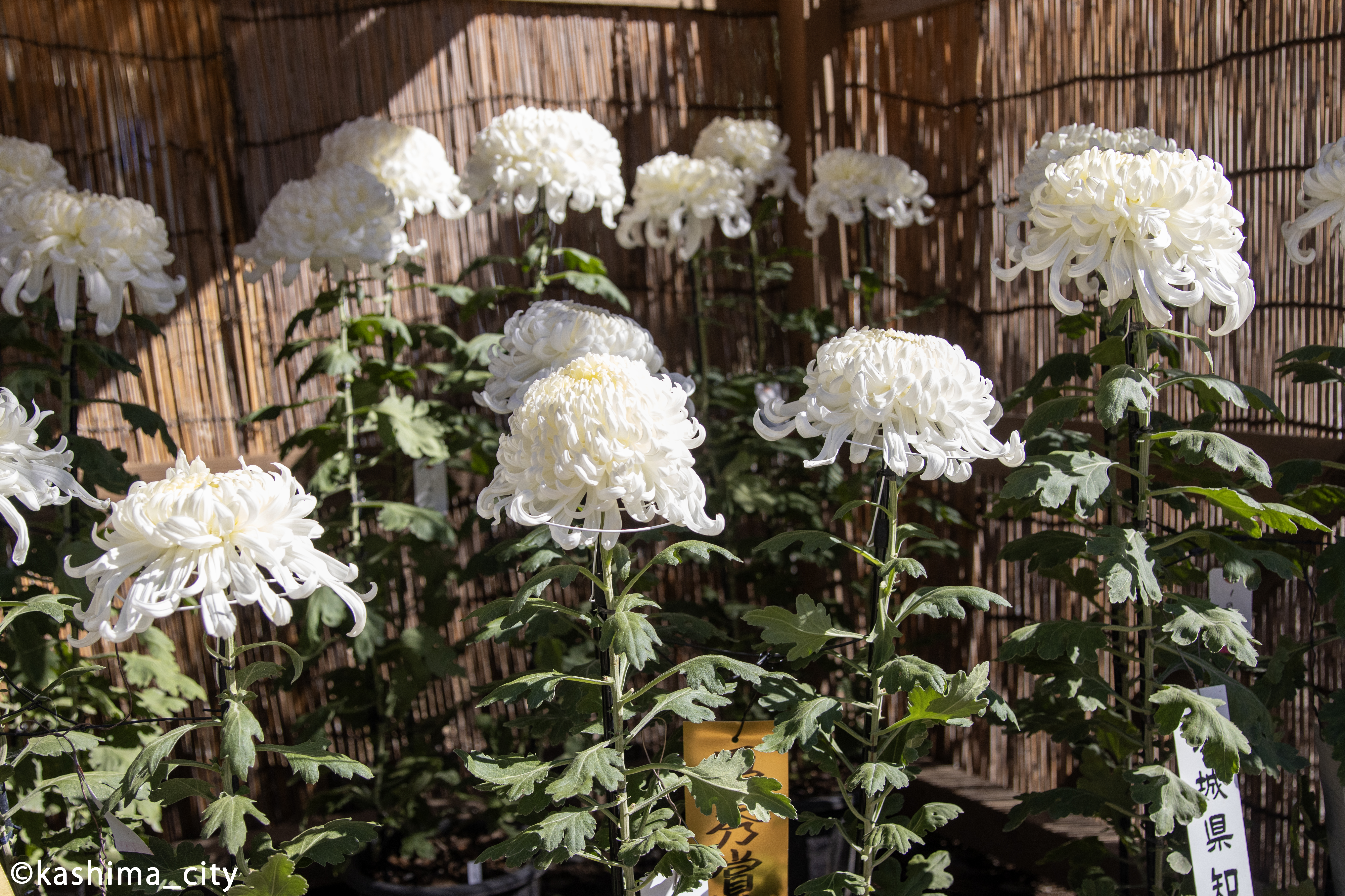 白いたくさんの菊