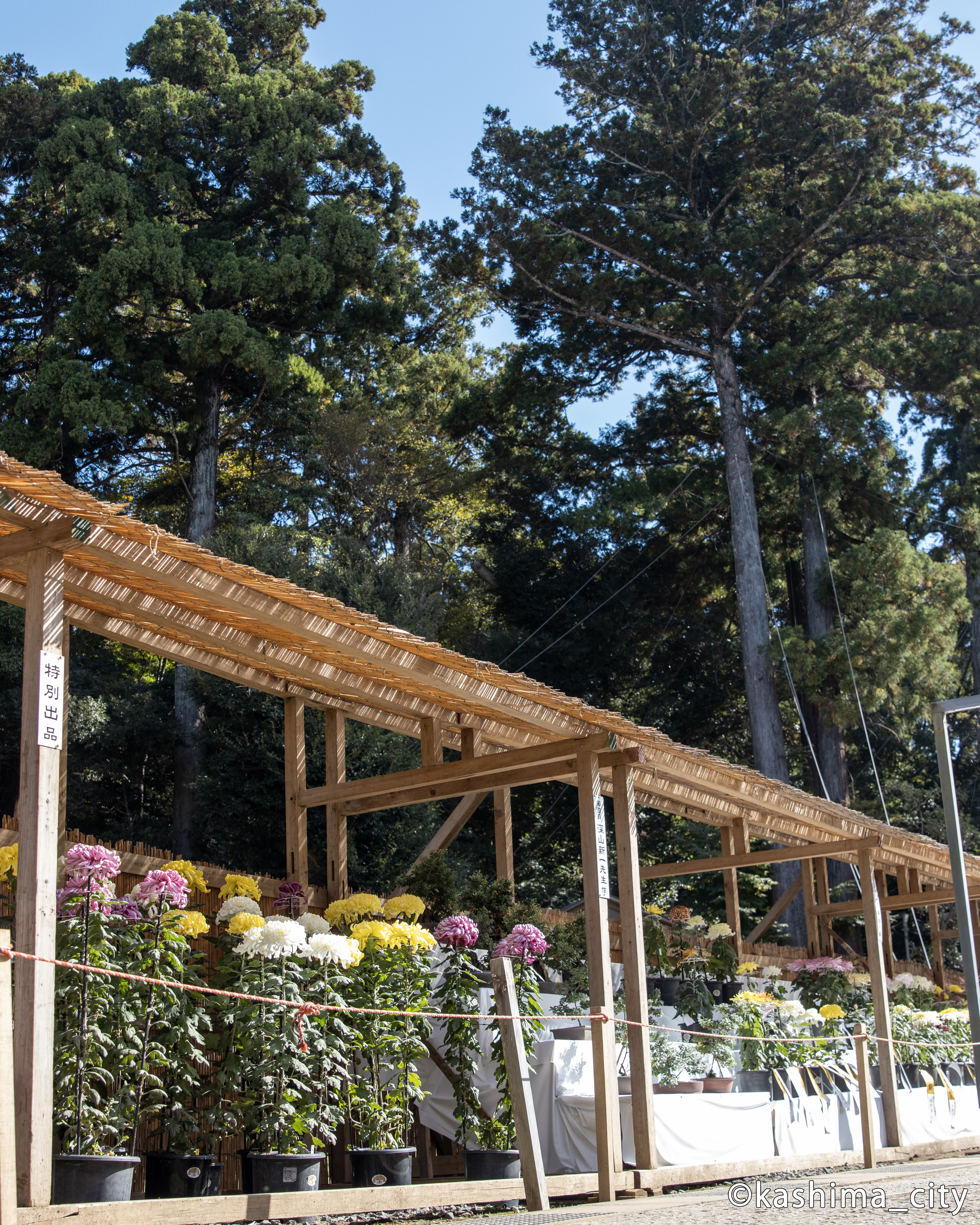 菊と境内の背の高い木