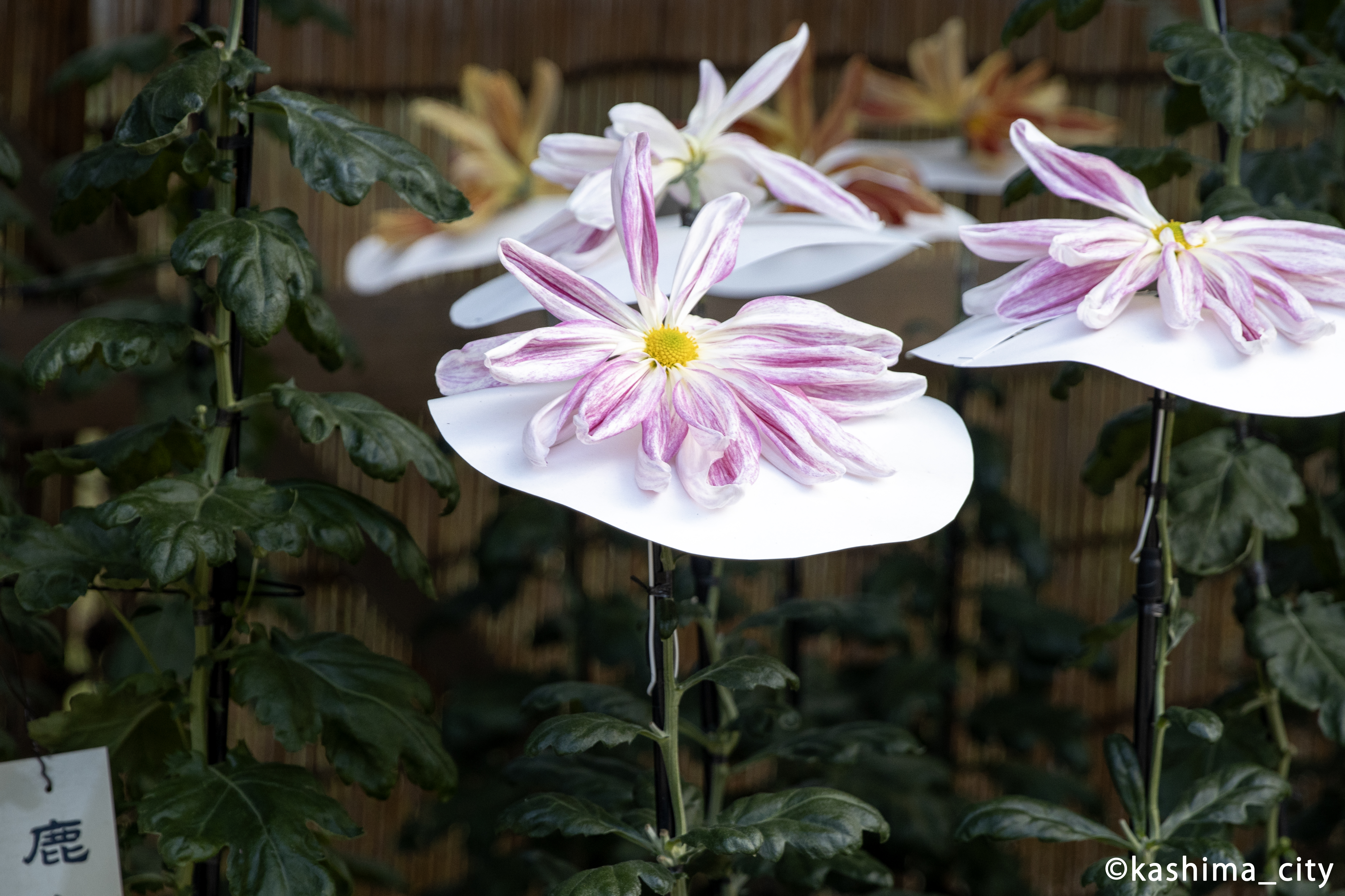 一見菊には見えない一般的な花形の菊