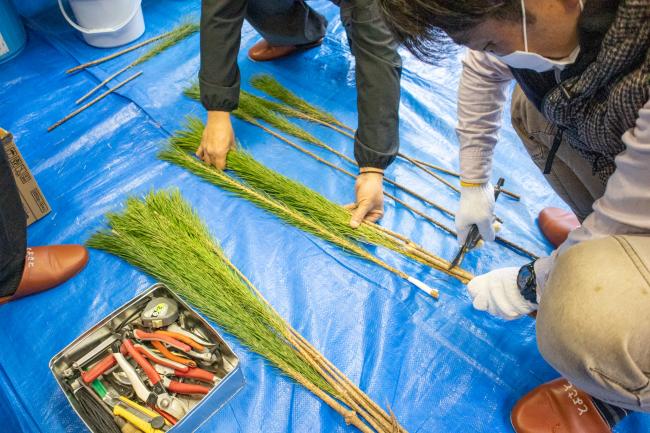 松の長さをそろえている様子