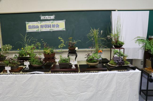 山野草同好会展示写真