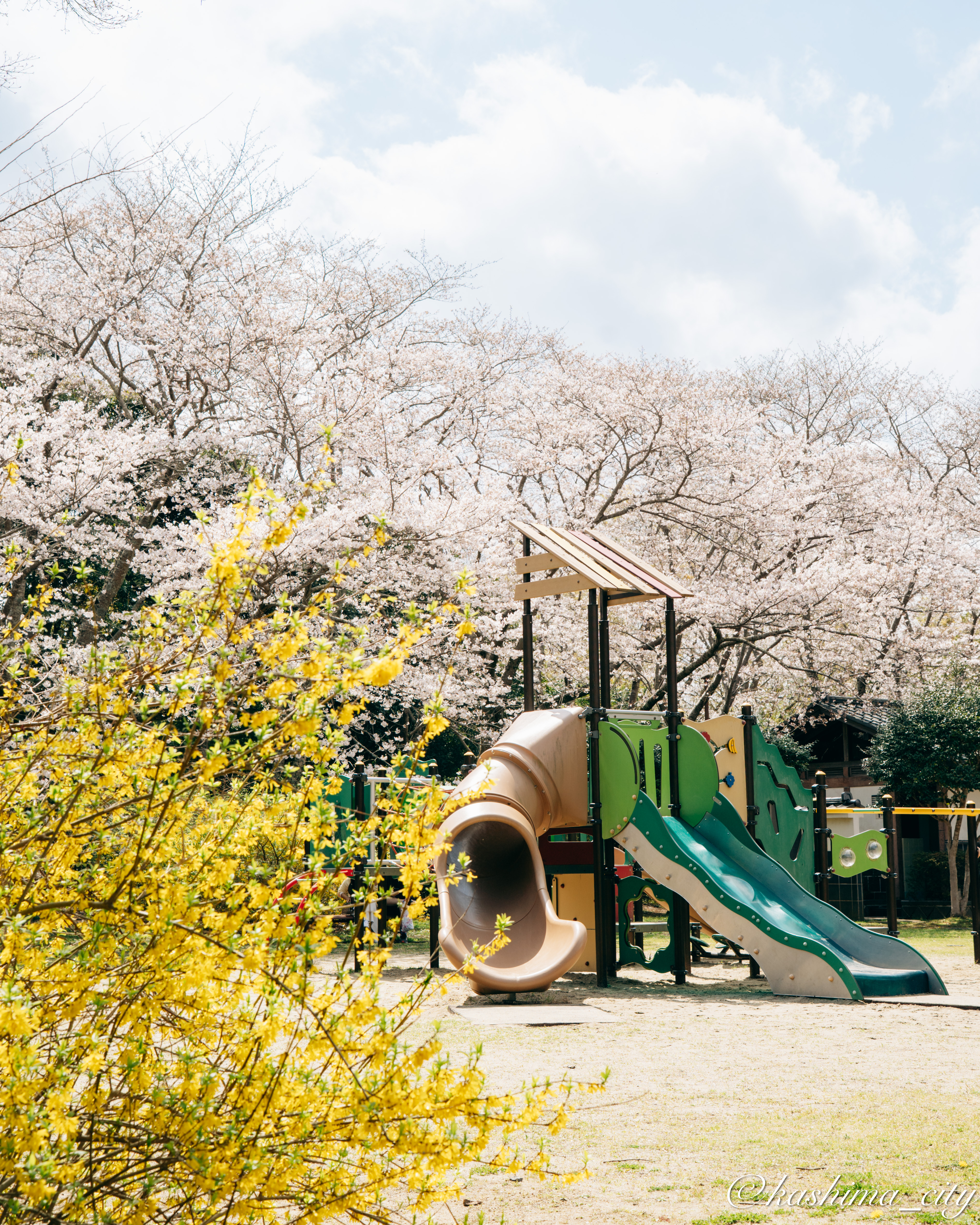 城山公園の桜とレンギョウ