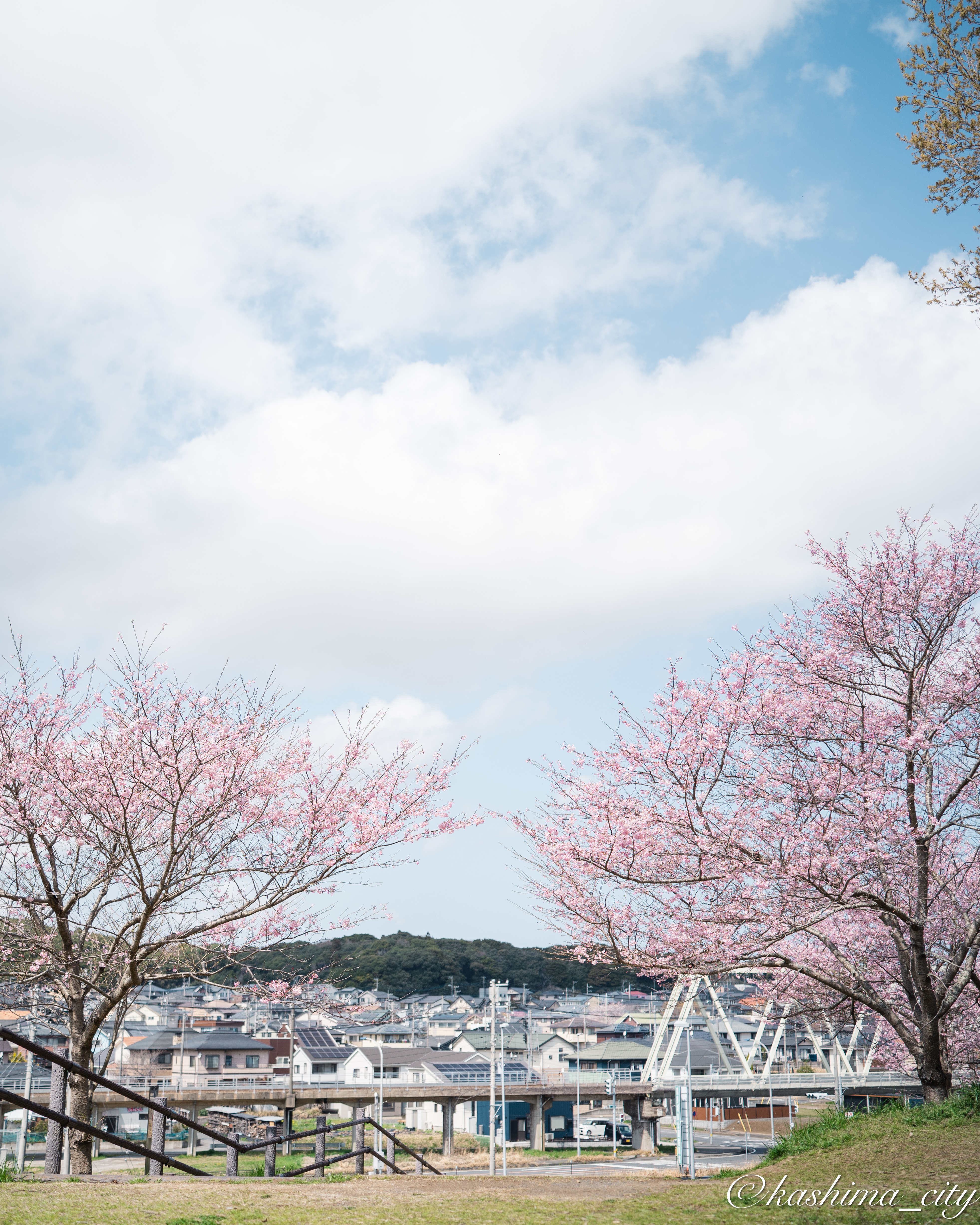 桜と市内の街並み