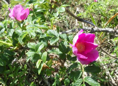 令和8年4月20日　ハマナスの花03