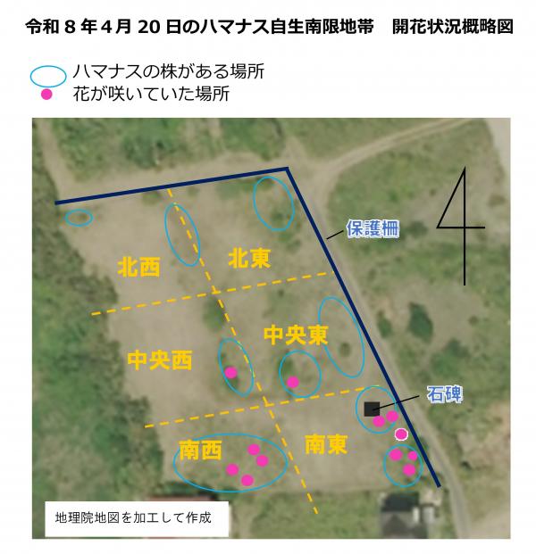 ハマナス自生南限地帯開花分布図　令和8年4月20日